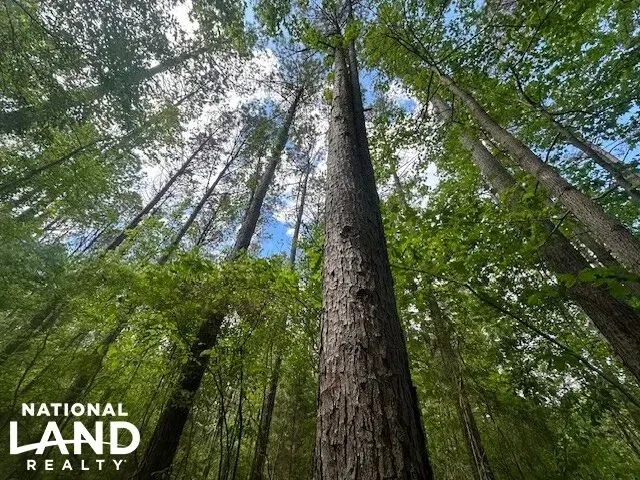 Red Bay Timber/Hunting Investment | Farms For Sale In USA